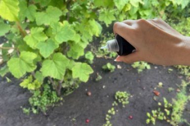 По 6 капель на ведро: как надо опрыскивать картофель перед посадкой - органический щит