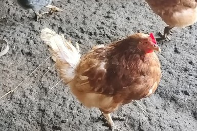 Добавил это в кормушки - и куры стали нестись каждый день, а яйца в 1,5 раза крупнее