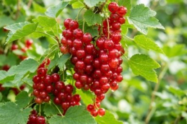 Секрет старого агронома: 1 апрельский трюк, от которого смородина станет крупнее вишни