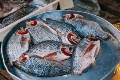 Ущерб более 50 млн рублей причинен из-за массовой гибели рыбы на Кубани