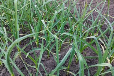 Апрельские объятия для чеснока: что нужно сделать до подкормок, чтобы головки выросли с кулак