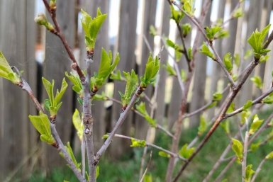 Весной для вишни - обязательно: птицы уже на подходе - как защитить дерево до первого урожая