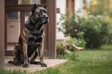 Эти 7 пород собак защитят дом лучше сигнализации: чужие не подойдут и близко