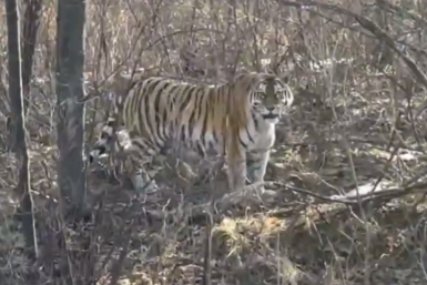 Большую &quotкисоньку&quot встретили автомобилистки в Хабаровском крае Скриншот с видео Центра &quotАмурский тигр&quot