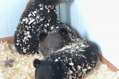 "Какой-то нелюдь": двух маленьких медвежат выкинули в коробке на улицу в Приморье