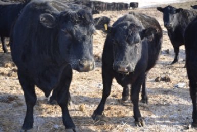 Крупно рогатый скот Правительство Забайкалья