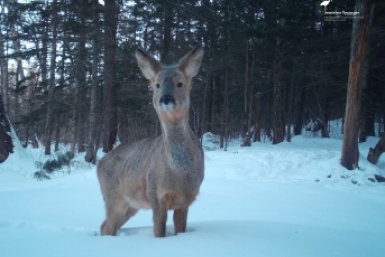 Тематическое фото ФГБУ &quotЗаповедное Приамурье&quot