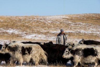 Скот правительство Иркутской области
