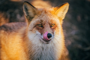 Транспортную безопасность в аэропорту Братска теперь обеспечивает лиса - но есть нюанс