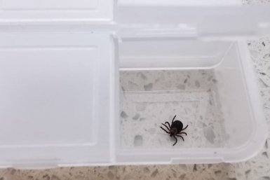 7 опасных заблуждений о клещах, которые могут привести к заражению