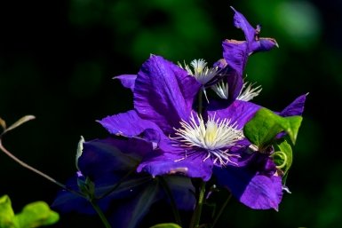 Для роскошного цветения клематиса — обязательно: 1 щепотка на 10 л — и пышная лиана превратит сад в королевский замок