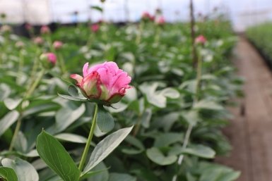 В каждом бутоне спрятано лето - пионы впервые зацвели в теплицах иркутского "Горзеленхоза"