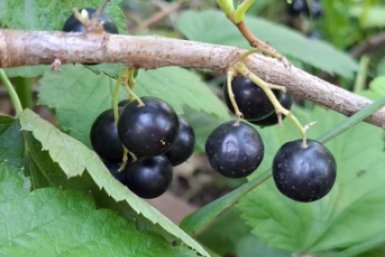 Вовсе не зола: одна подкормка вмиг улучшит урожайность смородины — вместо 1000 удобрений