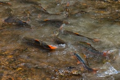 Рыба Илья Аверьянов, ИА PrimaMedia.ru