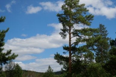 Площадь погибших лесов в Бурятии превысила 41 тыс. га Центр защиты леса Республики Бурятия