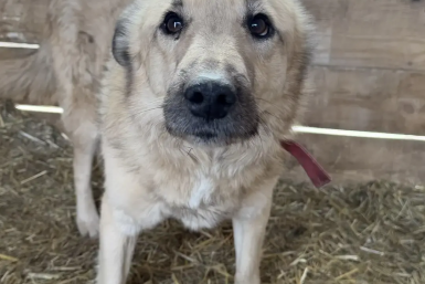 Ангарчанин выстрелил в собаку из пневматического ружья — дело направлено в суд