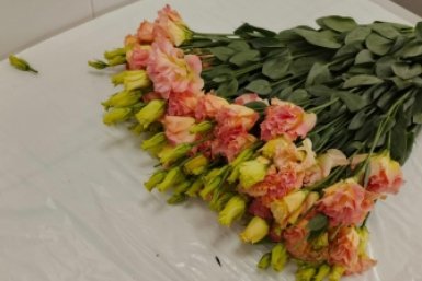 При ввозе в Приморье импортных цветов установлено заражение западным цветочным трипсом Приморское межрегиональное управление РСХН