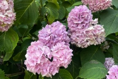 Хитрость бурного цветения гортензии от мудрых садоводов: обрезают в апреле так — осенью пышные бутоны, руками не обхватить