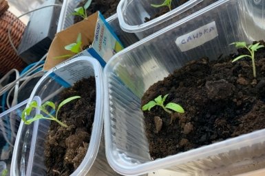 Даже дохлые томаты воспрянут духом и оживут: природный "эликсир жизни" для чахлой рассады