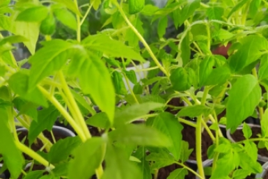 Заливаю 3 компонента водой — и под корень рассады томатов: сеянцы растут не по дням, а по часам