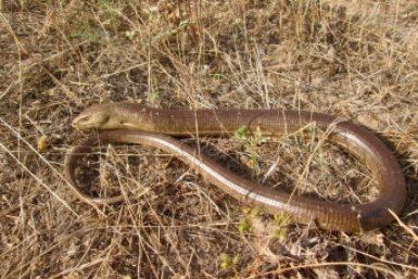 В Крыму раньше срока проснулся желтопузик в Казантипском заповеднике