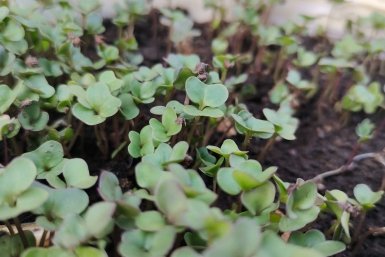 1 капля в воду - и рассада капусты крепкая, коренастая, зеленая: лихо растет как на дрожжах