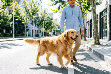 Какие 4 породы собак не убегут от хозяина на улице - поводок не покупайте