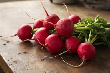 Самый ранний сорт редиса - дает корнеплоды через 16 дней: сладкий, хрустящий, сочный