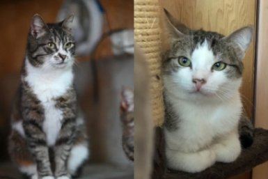 Молодые и игривые: котейки Ярмарка и Дэнчик ищут новый дом в Севастополе