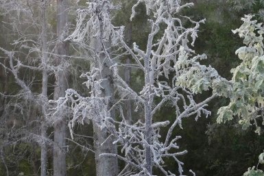 Мучнистая роса весной: 3 обработки от Ивановой из ВНИИ
