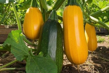 Дачники, 9 литров на кабачки в сезон: Гнили и вредителей нет, плоды собираю КАМАЗами