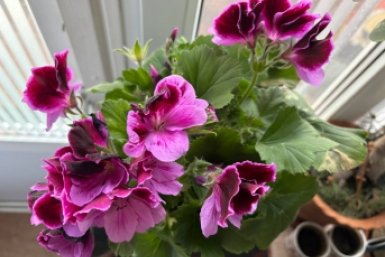 50 мл под куст - и герань королева комнатных растений: весенняя подкормка