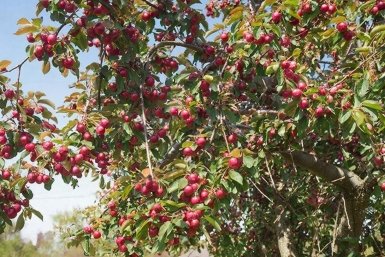 30 литров под вишню в апреле: Подкормка нужна больше, чем воздух