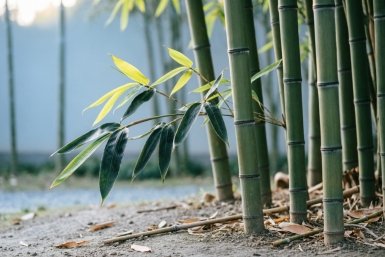 Зачем в саду бамбук: агроном-международник рассказал, в чем польза экзотической культуры