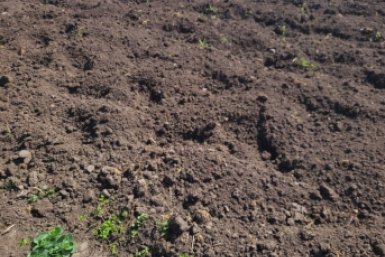 2 горсти в лунку при посадке — проволочник к картошке на метр не подползет: весенняя подготовка участка