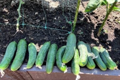 Вылейте раствор перед посадкой и получите урожай огурцов уже к 1 мая