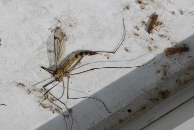 Использую розмарин вместо ядовитой химии - и комары улетают прочь, едва почувствовав запах