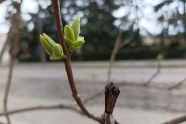 К распусканию почек — обязательно: что сделать до весенней обработки сада — иначе толку — ноль