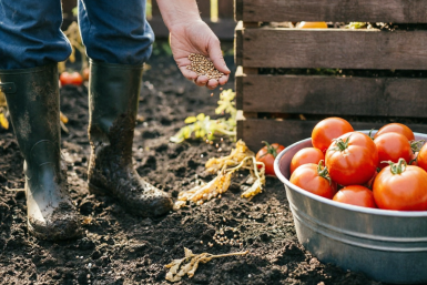 Кидаю на грядки после томатов — "зарядила" почву на новый урожай: рыхлая, здоровая, азотная