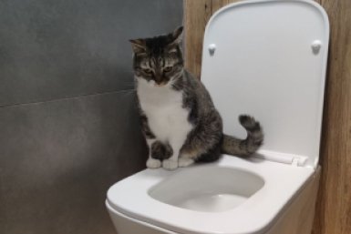 Добавляю пару кубиков льда в миску 2 раза в день - и кот забыл про унитаз и теперь пьет только из своей посуды