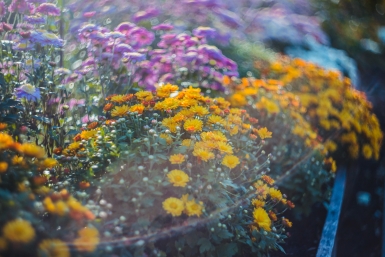 Райский сад без хлопот: эти 9 цветов сеют сразу в грунт в апреле — "ковер" бутонов к середине лета обеспечен