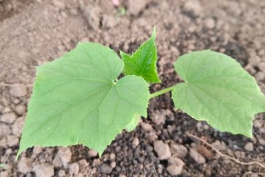 Из всех пучковых огурцов сею только 1 гибрид: вяжет плоды по 12 шт в пазухе даже в пекло - банка консервации с 1 куста