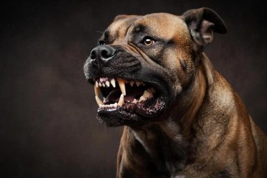 Осторожно, очень злые: 8 самых агрессивных собак - укусят даже хозяина