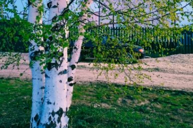 Почему нельзя сажать березу рядом с домом: приметы, суеверия, последствия