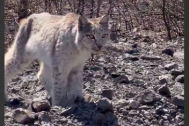 Рысь около месяца "дежурит" у трассы в Хабаровском крае