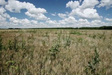 Тематическое фото Россельхознадзор