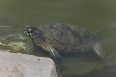 Часть черепах в озере на Сафонова не пережила зиму, а другие проснулись в мусоре