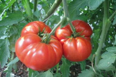 1 ложка в лунку - томаты всегда здоровые и мясистые: по 25 кг с куста
