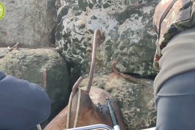 скриншот telegram-канал фонда &quotЗеленый Сахалин&quot (18+)