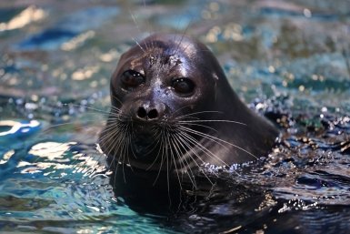 Байкальские нерпы обзаведутся GPS-метками - и вот зачем